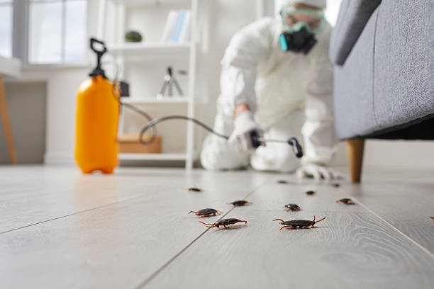 Post-Treatment Bed Bug Interceptor Monitoring in Richmond